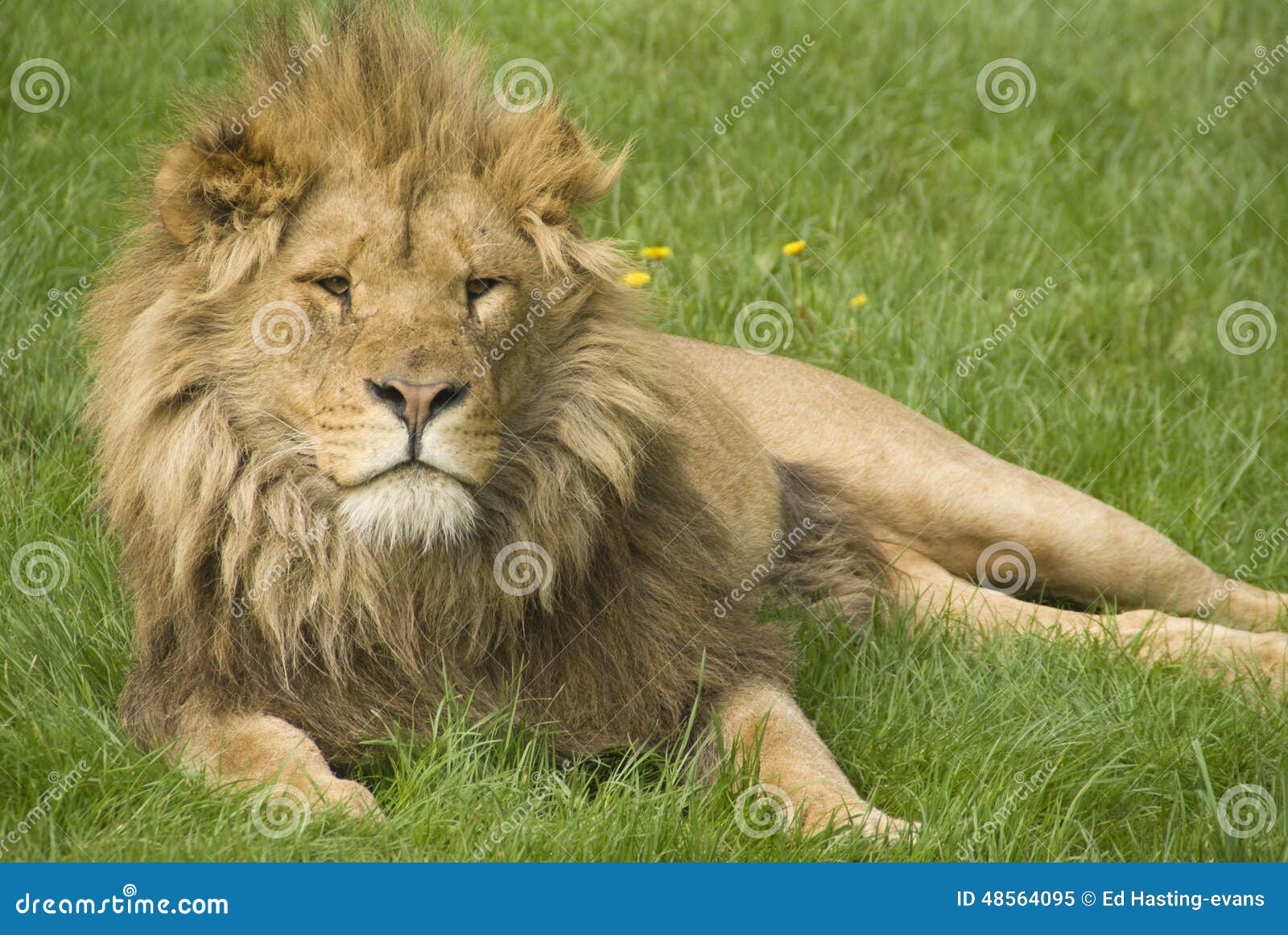 lion